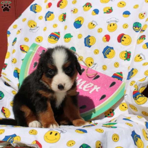 Flynn, Mini Bernedoodle Puppy